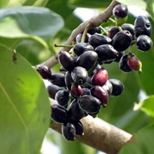 24. Syzygium cumini ( जाम्बुल, जामुन ) Jamun, Tree for Rohini Nakshatra, Taurus or Vrishabha Rashi - Plant