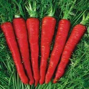 Carrot Red Long - Desi Vegetable Seeds