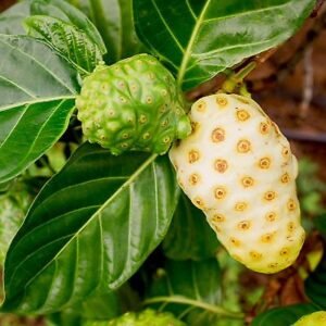 Cheese Fruit, Noni - Plant