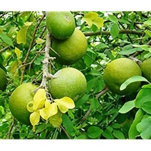 Tree of Puducherry, Bilva - Plant