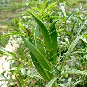 Lady Finger (Bhindi) Arka Anamika Seeds (Pack Of AVG 30-50 Seeds x 1 Per Packet) 1 Packet Of Lady Finger (Bhindi) Arka Anamika