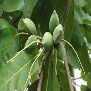 Badam Tree, Indian Almond Tree, Terminalia catappa - Plant