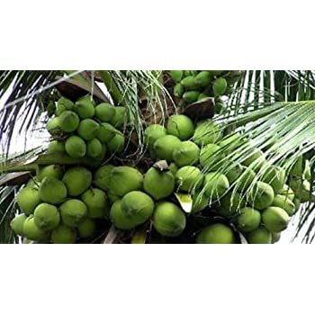 Nariyal, Coconut Tree (Green, Grown Through Seeds) - Plant 1 Nariyal, Coconut Tree (Green, Grown Through Seeds) - Plant