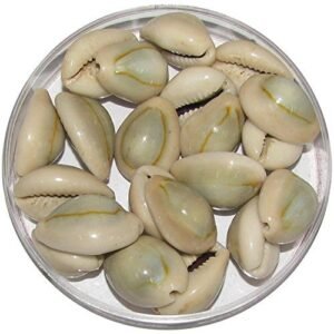 Natural Lakshmi Yellow 51 Pieces - Peeli Kodi - Kauri - Kowri - Cowry - Kaudi - Cowrie - Gavvalu - Loose Packed