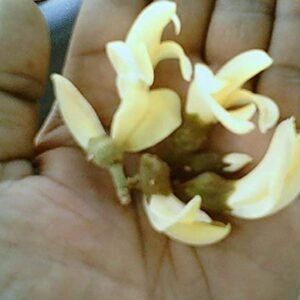 White Palash Seed 50 Piece