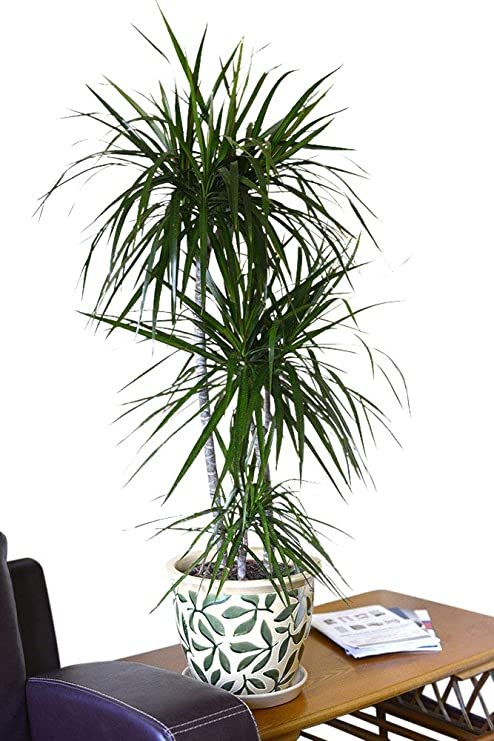 Marginata (Dracaena marginata) - Plant 1 Marginata (Dracaena marginata) - Plant