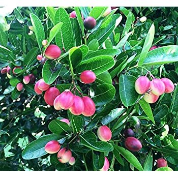 karonda plant 1 karonda plant