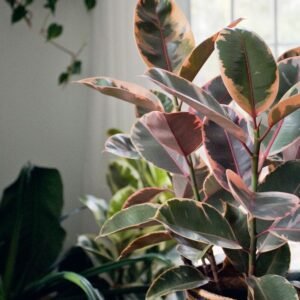 Rubber Tree, Rubber Plant, Ficus elastica (Ruby, Pink) - Plant