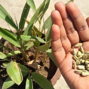 Choti Elaichi, Green Cardamom - Plant