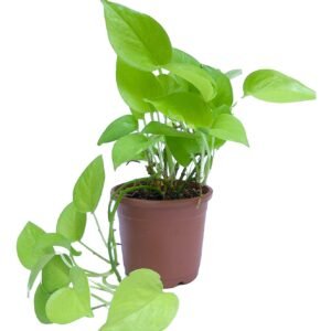 Money Plant Gift