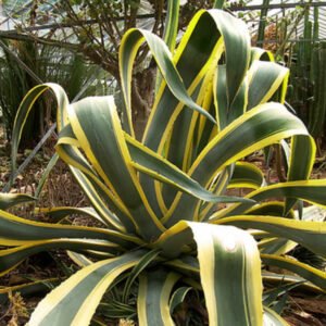 Agave americana 'Marginata'