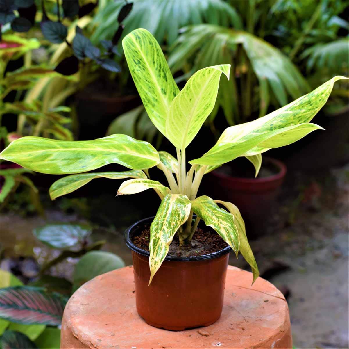 Aglaonema Brilliant