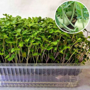 Knol Khol, Kohl Rabi Green - Microgreen Seeds