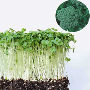 Broccoli Green Sprouting Calabrese - Microgreen Seeds