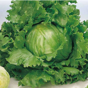 Lettuce Great Lakes - Vegetable Seeds