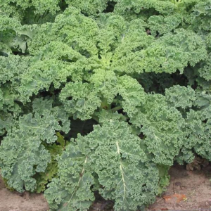 Kale Green Edible - Vegetable Seeds