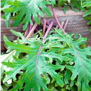 Kale Red Russian - Vegetable Seeds