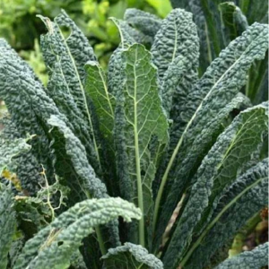 Kale Tuscan - Vegetable Seeds