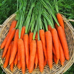 Carrot Mohan Chantenay Nantes - Vegetable Seeds
