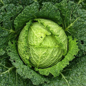 Cabbage Savoy - Heirloom Vegetable Seeds