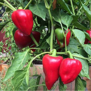 Pepper Pimento L - Vegetable Seeds
