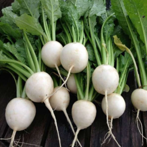 Turnip White Special No. 1 - Vegetable Seeds