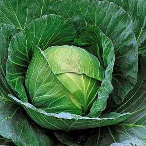 Cabbage F1 Deep Shikha 60 - Vegetable Seeds