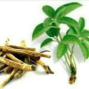 Ashwagandha Plant