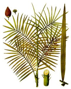 8. Rattan(cane) ( वेतस्, बैंत, नरकुल )