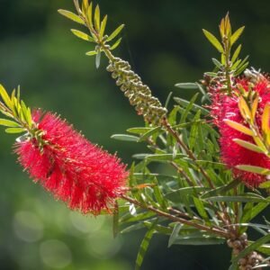 bottle brush