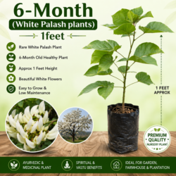 6-Month (White Palash plants) 1feet