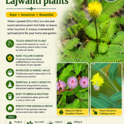 Yellow Lajwanti plants