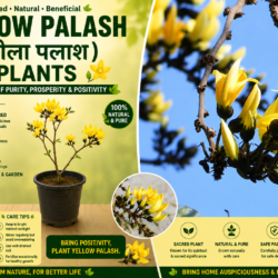 Yellow Palash ( पीला पलाश ) Plants