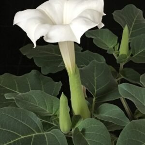 datura