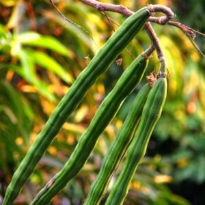 Drumsticks, Moringa Oleifera - Plant