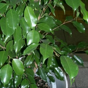 Ficus Plant