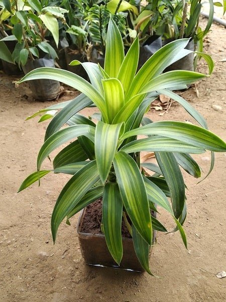 Pleomele, Song of India (Green) - Plant 1 Pleomele, Song of India (Green) - Plant