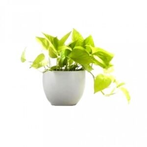 Money Plant Golden in White Square Fiber Pot