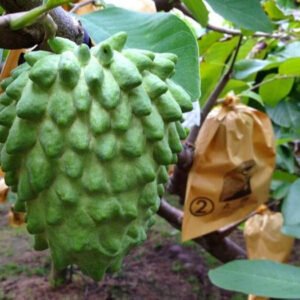 Annona atemoya, Lakshmana phal ( Grown through seeds ) - Plant