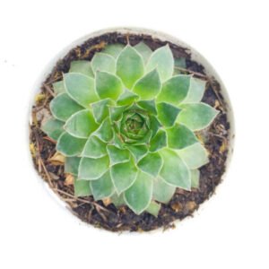 Laxmi Kamal Succulent Plant