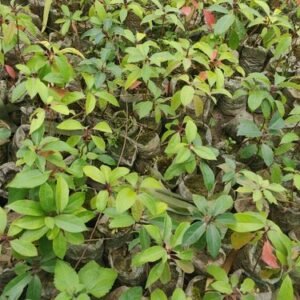 Kapoor (कपूर) 1.5 feet , 1 piece