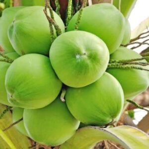 Nariyal, Coconut Tree (Green, Grown Through Seeds) - Plant