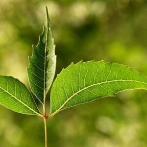 2. Neem plants ( नीम, निम्ब/ तिक्तक/ अरिष्ट  ) Neem Tree, Azadirachta indica - Plant