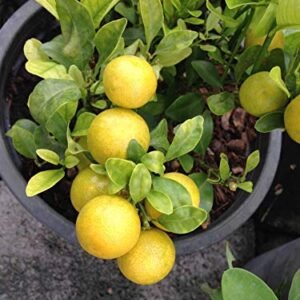 Nimboo, Lemon Tree (Seedless, Grafted)- Plant