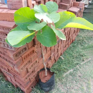 White Palash leaf ( सफेद पलाश के पत्ते ) 11 pes