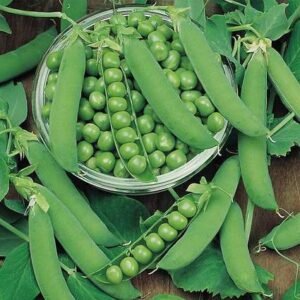 Peas PV 10 – Desi Vegetable Seeds