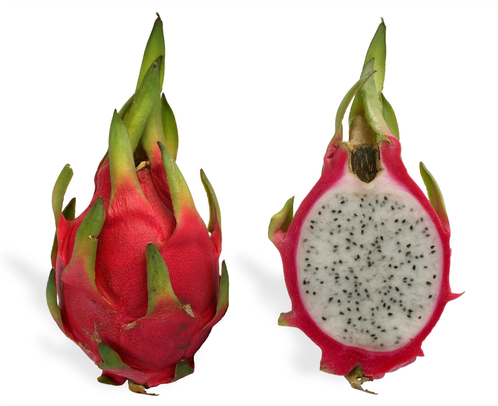 dragon fruit seeds 1 dragon fruit seeds