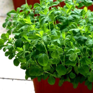 Methi Kasturi, Fenugreek - Vegetable Seeds