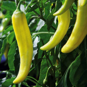 Hot Pepper Yellow Desire - Vegetable Seeds