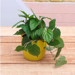 Piper Betel, Maghai Paan - Plant